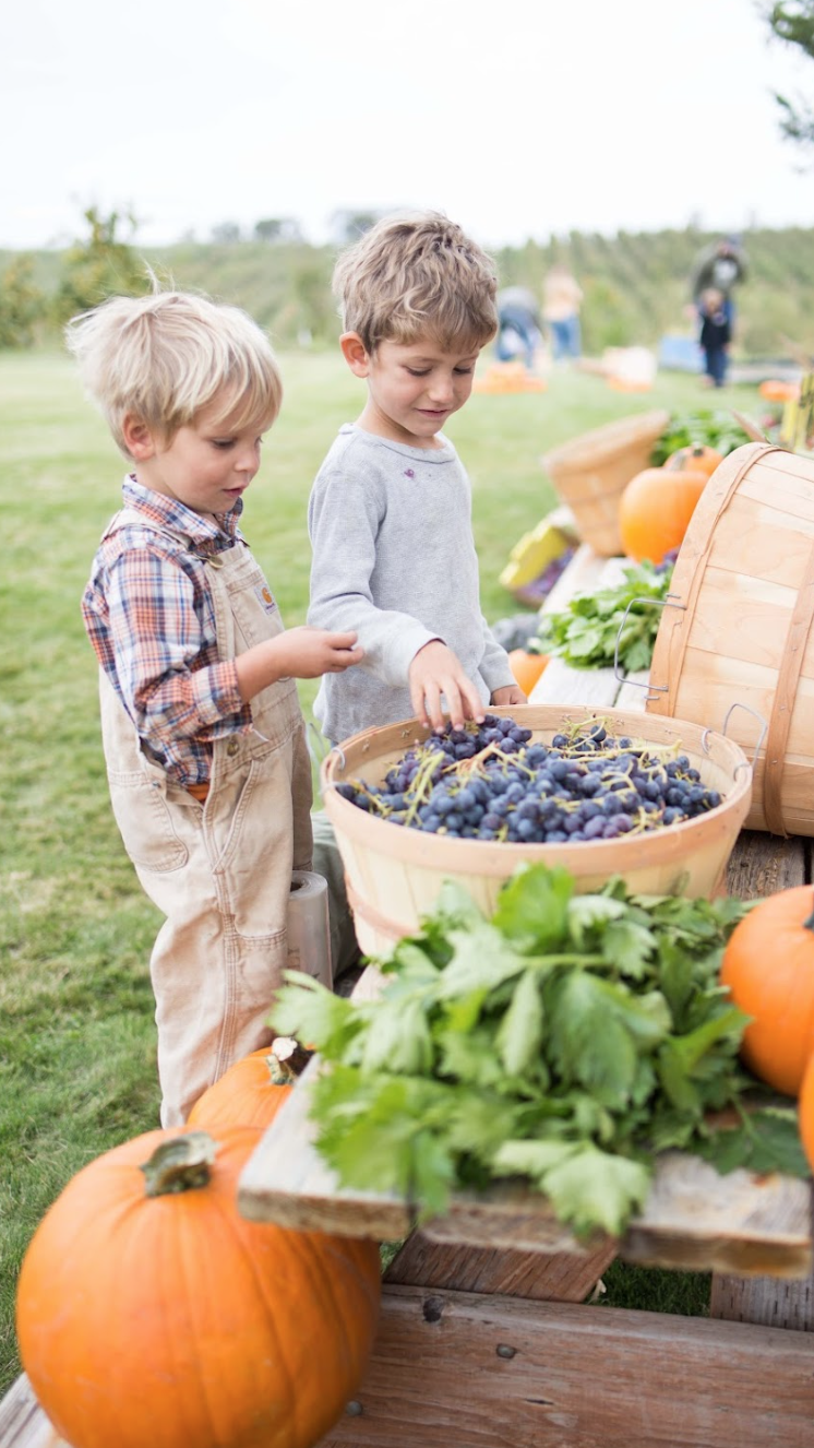 Stelzer-Harvest-pics6
